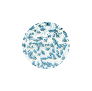 SPECKLED TEAL CR-22 CRAWL GLASUR 473ML 1186-1222C AMACO